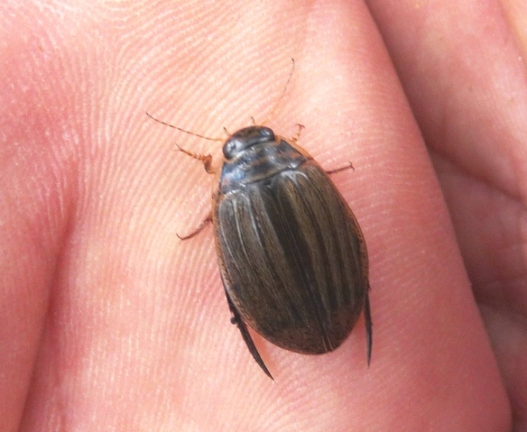 Acilius sulcatus (Dytiscidae) dalla Toscana